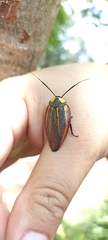 Rochaina mexicana