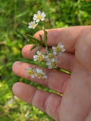Achillea salicifolia