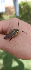 Rochaina mexicana
