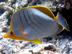 Chaetodon xanthocephalus