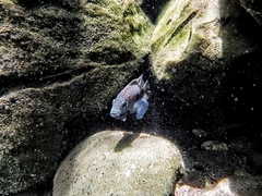 Herichthys carpintis