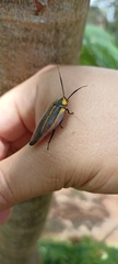 Rochaina mexicana