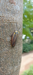 Rochaina mexicana
