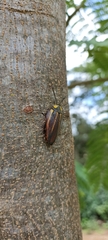 Rochaina mexicana
