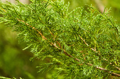 Juniperus sabina