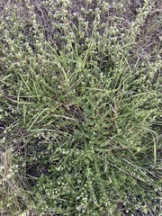 Galium humifusum