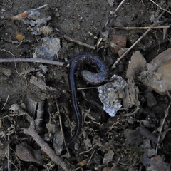 Plethodon cinereus