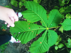 Aesculus hippocastanum