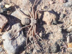 Sicarius thomisoides