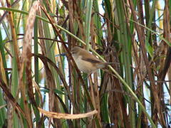 Acrocephalus gracilirostris gracilirostris