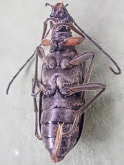 Rhagiini