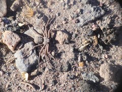 Sicarius thomisoides