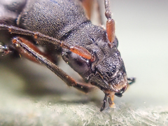 Rhagiini