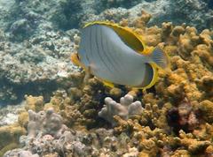 Chaetodon xanthocephalus