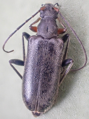 Rhagiini