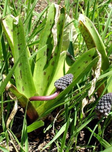 Ledebouria asperifolia image