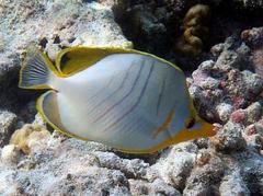 Chaetodon xanthocephalus