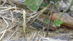 Platycleis affinis