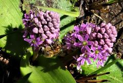 Ledebouria sandersonii image