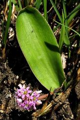 Ledebouria sandersonii image