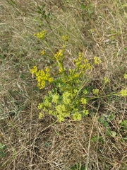 Peucedanum alsaticum