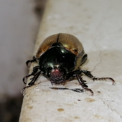 Anomala testaceipennis