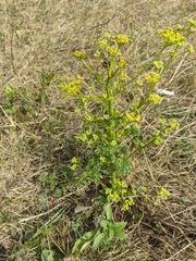 Peucedanum alsaticum