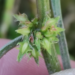 Rumex palustris