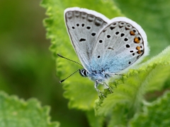 Polyommatus amandus