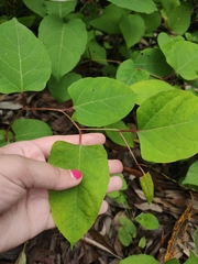Reynoutria × bohemica
