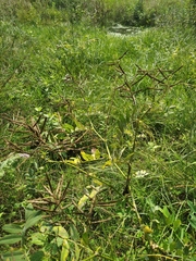 Galega