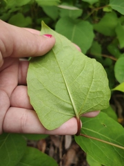 Reynoutria × bohemica