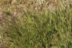 Hordeum murinum murinum