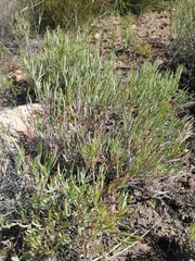 Pelargonium laevigatum diversifolium