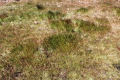 Hordeum murinum murinum
