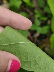 Reynoutria × bohemica