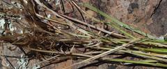 Hordeum murinum murinum