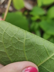 Reynoutria × bohemica