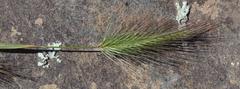 Hordeum murinum murinum