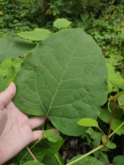 Reynoutria × bohemica