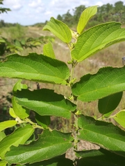 Trema micrantha floridana