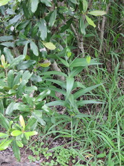 Gloriosa superba