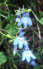 Lobelia flaccida flaccida