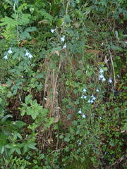 Lobelia flaccida flaccida
