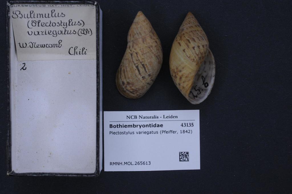 Plectostylus broderipii