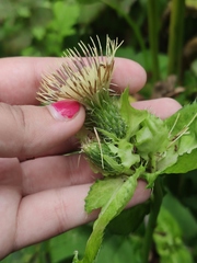 Cirsium oleraceum