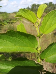 Trema micrantha floridana