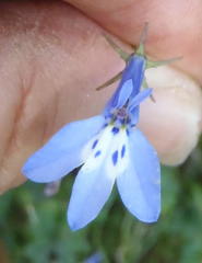Lobelia flaccida flaccida