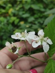 Rubus caesius
