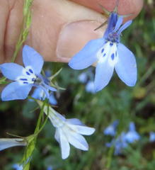 Lobelia flaccida flaccida